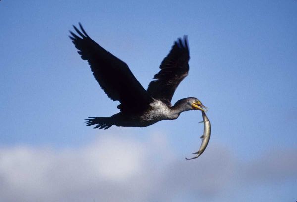 USA, Florida Cormorant in flight carrying fish